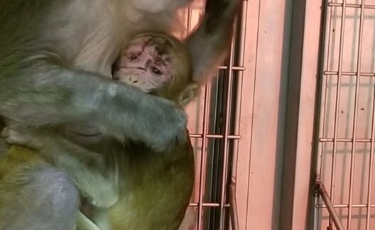 Image shows monkey at WNPRC