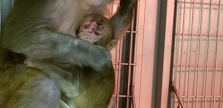 Image shows monkey at WNPRC
