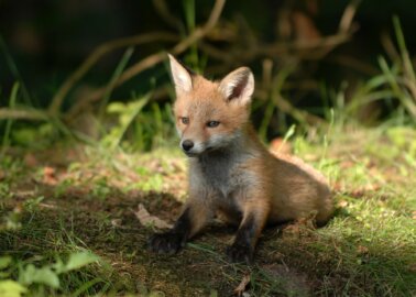 Approximately 6 Million Animals Spared: Poland to Ban Fur Farming