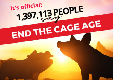#EndTheCageAge Update: 1,397,113 Signatures Handed In to European Commission
