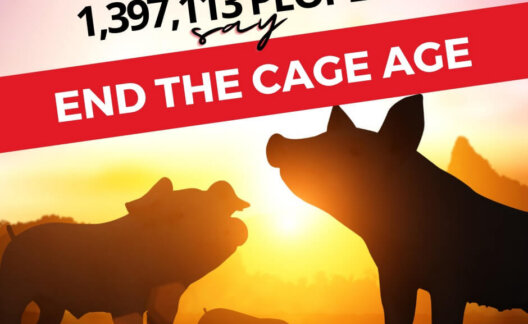 Image shows the silhouette of pigs and a sunset. Text: “It's official! 1,397,113 people say End the Cage Age.”