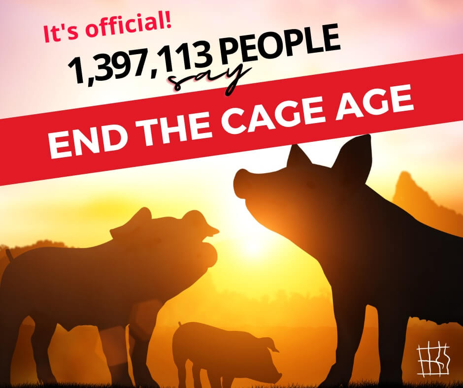 Image shows the silhouette of pigs and a sunset. Text: “It's official! 1,397,113 people say End the Cage Age.”