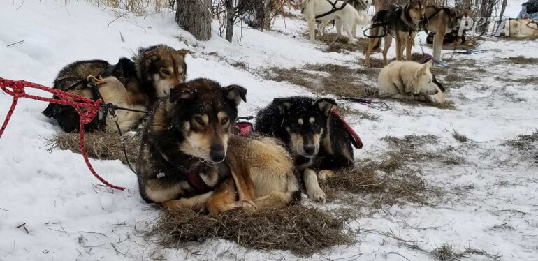 PETA US Iditarod Kennel Investigation Camping dogs