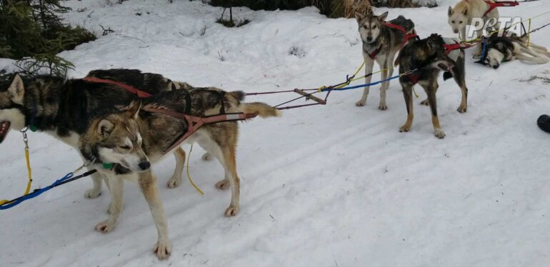 PETA US Iditarod Kennel Investigation Harnessed