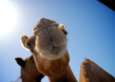 Good News! Luxury Travel Provider Drops Cruel Camel Rides
