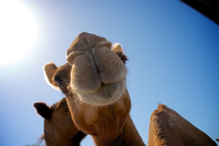 happy camel unsplash smiling