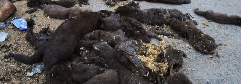 Image shows dead minks