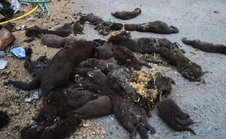 Image shows dead minks