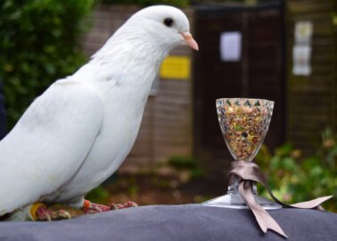PETA’s Anniversary Present to the Queen Is … a Rescued Pigeon!