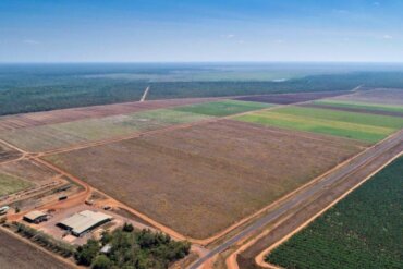 Are Hermès or Louis Vuitton Behind These Crocodile Factory Farm Plans?