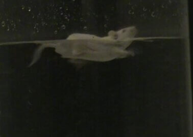 BREAKING: Videos Show Mice Swimming for Their Lives in University of Bath Laboratories