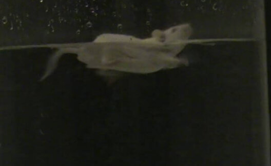 Mouse stressfully swimming in Bath University forced swim test