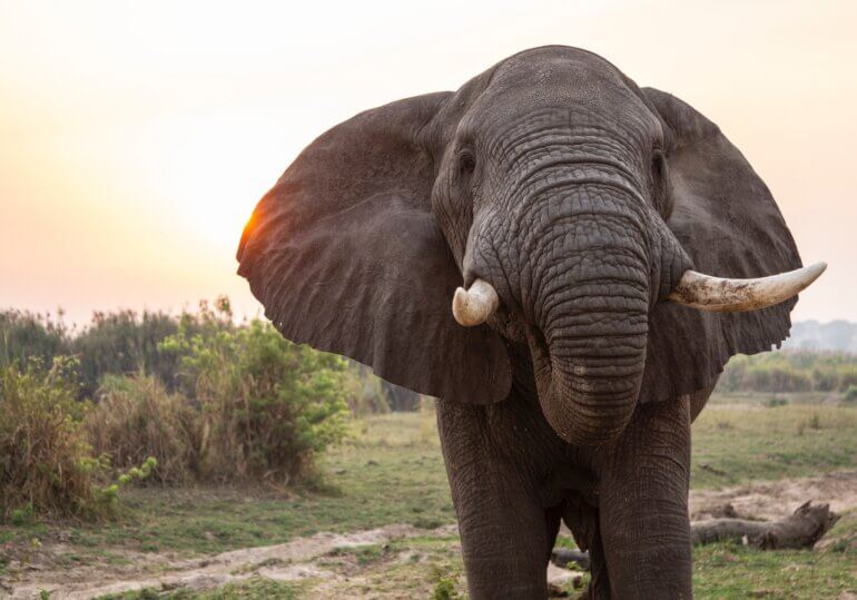 Image of Elephant 