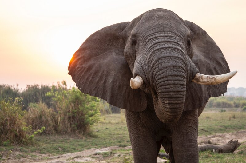 Image of Elephant