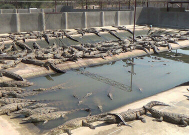 Are Hermès or Louis Vuitton Behind These Crocodile Factory Farm Plans?