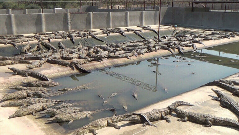 Image shows yearling crocodiles packed into pen