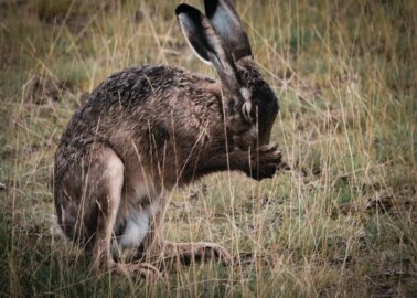 Captive Hares Released as Cruel Hare Coursing Paused