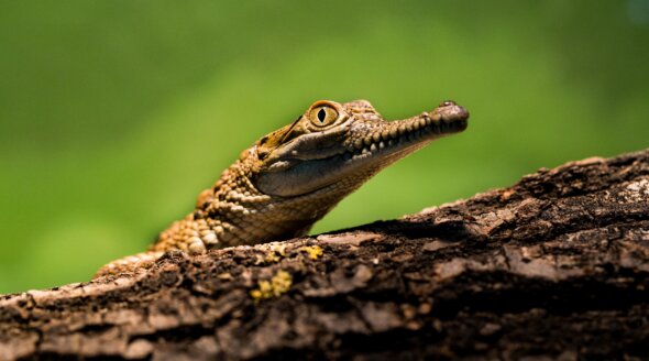 Baby Crocodile