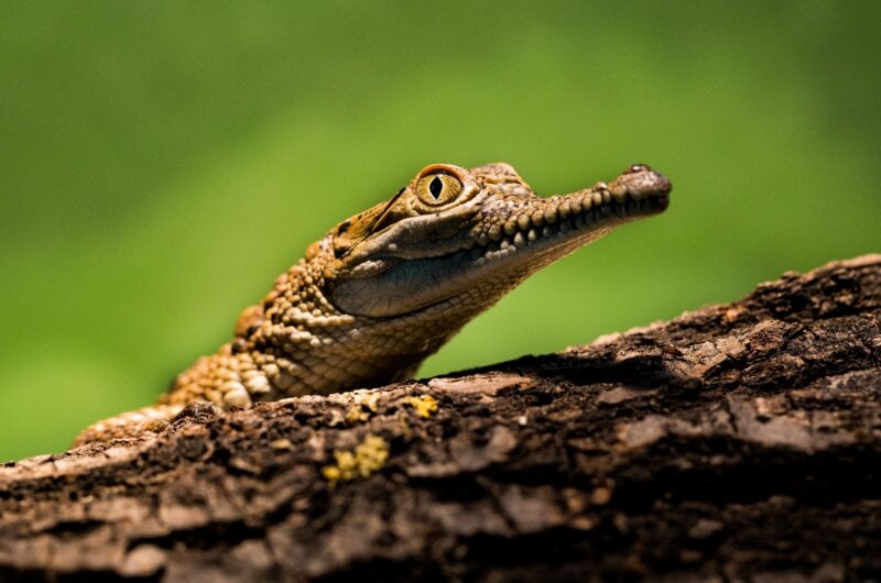 Baby Crocodile