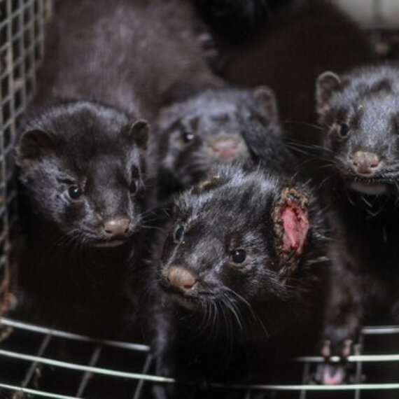 Tell the Danish Government to Ban Fur Farming