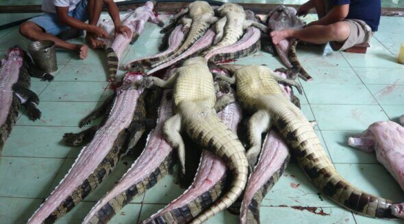 Exposed: Crocodiles and Alligators Factory-Farmed for Hermes 'Luxury' Goods