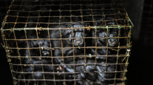 Mink kits in a cage at a fur farm in British Columbia.