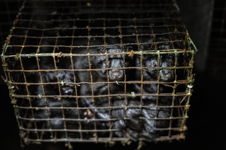 Mink kits in a cage at a fur farm in British Columbia.