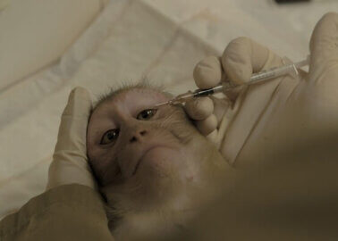 World Monkey Day: 114,884 Supporters of PETA Affiliates Speak Up for Monkeys at Europe’s Largest Primate Research Lab