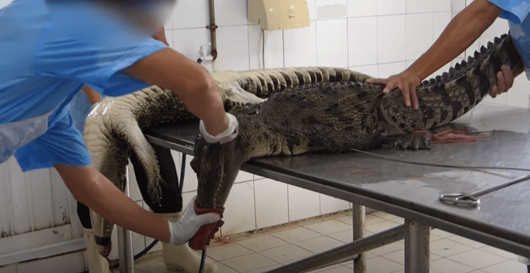 Behind Crocodile Skin Handbags – Cruelty on Vietnams Reptile Farms Exposed