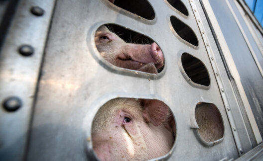 Pigs being transported for slaughter