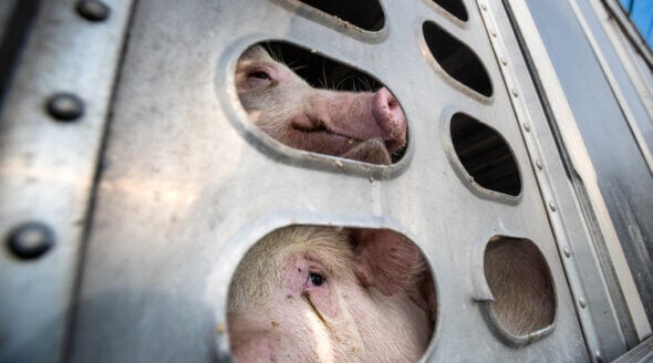 Pigs being transported for slaughter