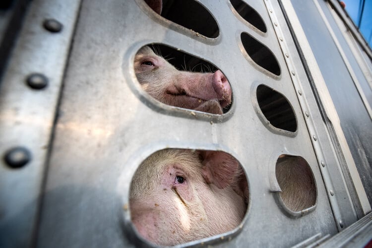 Pigs being transported for slaughter