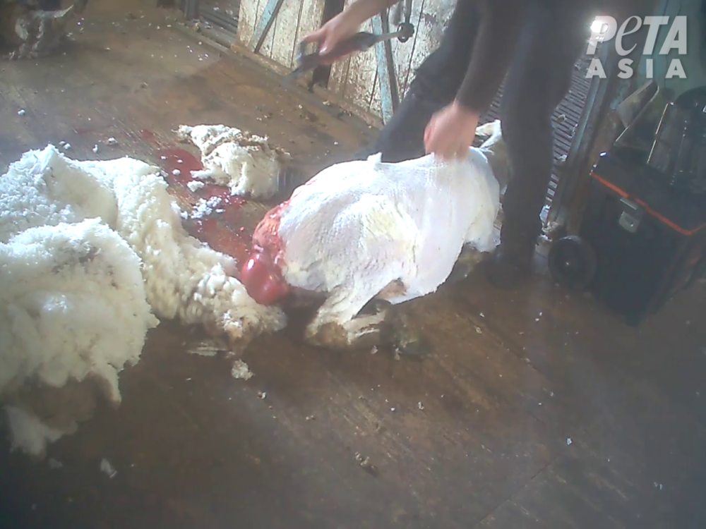 PETA 14th wool expose Australia Sheep w prolapse 2