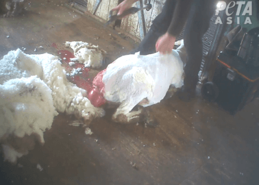 BREAKING EXPOSÉ: Pregnant Sheep Suffering From a Vaginal Prolapse Is Still Cut Up