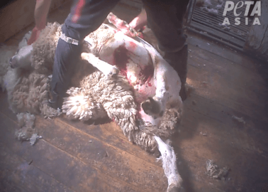 BREAKING EXPOSÉ: Pregnant Sheep Suffering From a Vaginal Prolapse Is Still Cut Up