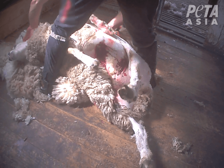 PETA 14th wool expose Australia Wounded sheep