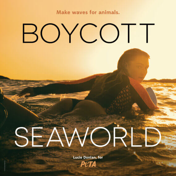 Lucie Donlan Slams SeaWorld