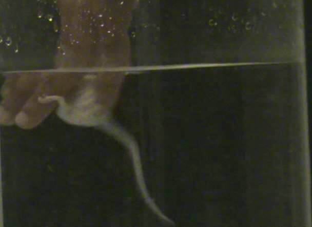 Mouse clinging to human hand in a forced swim test experiment at Bath University