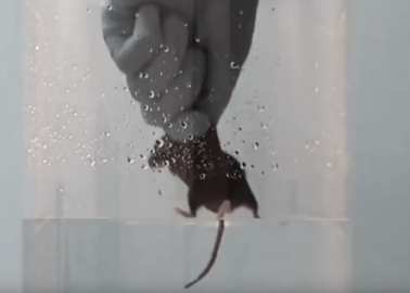 Take These 3 Steps to Help Mice And Rats Used in the Forced Swim Test