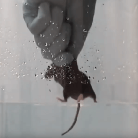 Take These 4 Steps to Help Mice And Rats Used in the Forced Swim Test