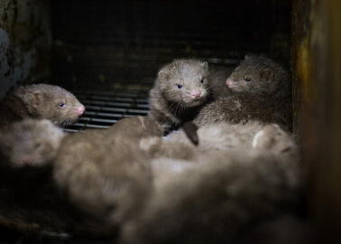 The Fashion Awards 2020: 77,000 PETA Supporters Speak Out Against Fur