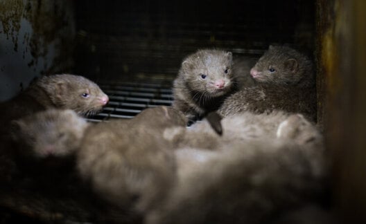 Mink kits in a cage at a fur farm in Quebec.