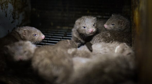 Mink kits in a cage at a fur farm in Quebec.
