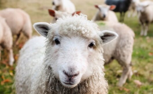 Close up of a happy sheep