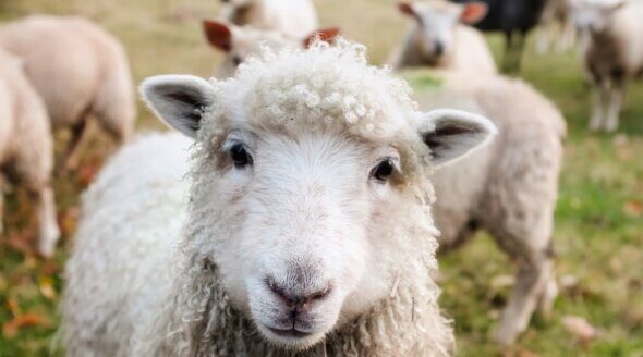 Close up of a happy sheep