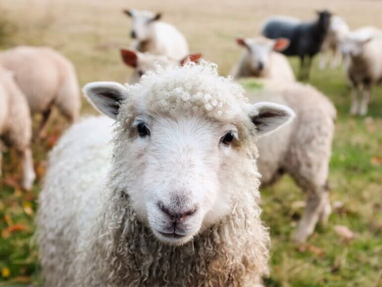 Close up of a happy sheep