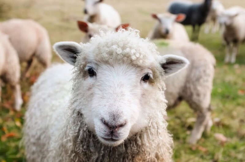 Close up of a happy sheep