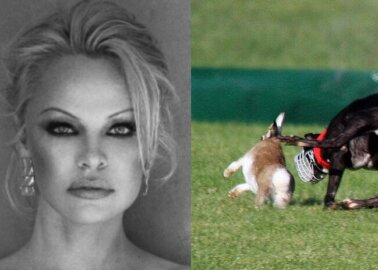 Pamela Anderson Urges Irish Prime Minister: Cut the Cord on Hare Coursing