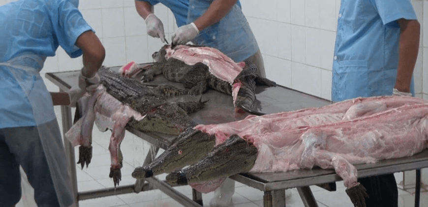 Louis Vuitton: Using Animal Skins Is Not Humane