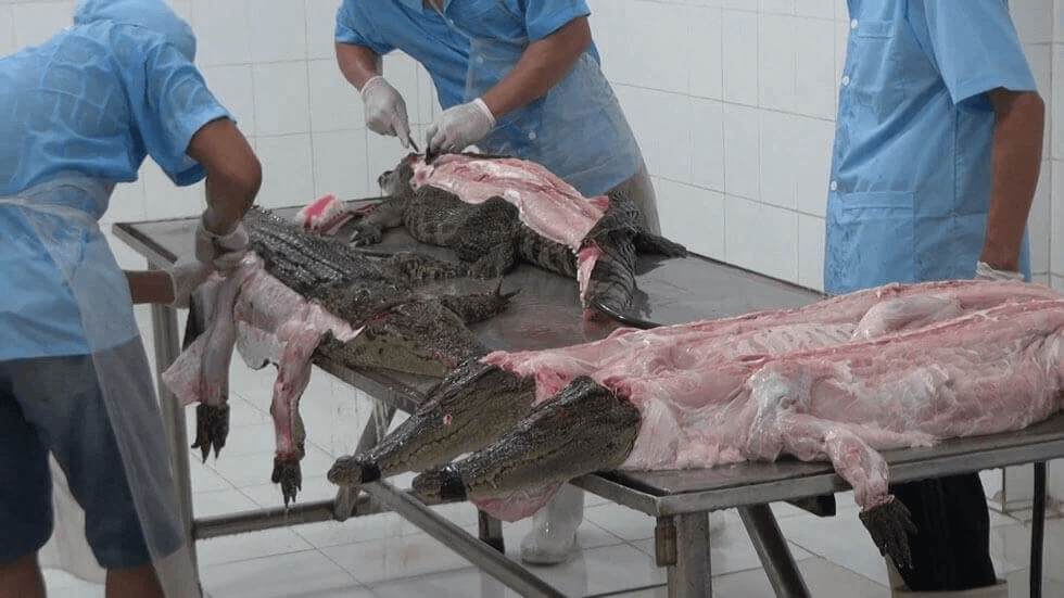 Shocking New Investigation Reveals the Horror Behind Hermès-Owned Crocodile  Farms